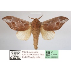 /filer/webapps/moths/media/images/A/argyrosticta_Brachychira_A_MGCL_01.JPG