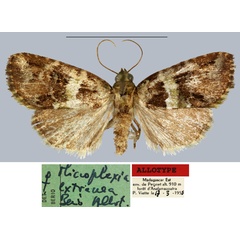 /filer/webapps/moths/media/images/E/extranea_Microplexia_AT_MNHN.jpg