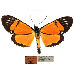 /filer/webapps/moths/media/images/P/poggei_Heraclia_AM_RBINS.JPG