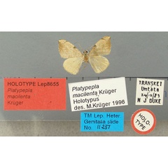 /filer/webapps/moths/media/images/M/macilenta_Platypepla_HT_TMSA.jpg