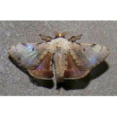 /filer/webapps/moths/media/images/G/grisea_Vingerhoedtia_A_Bergsma_d8pnnrh.jpg