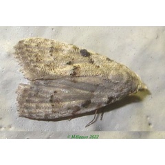 /filer/webapps/moths/media/images/D/denauxi_Mecothrix_A_Bippus.jpg