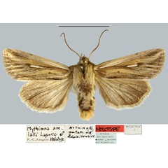 /filer/webapps/moths/media/images/A/amlaki_Mythimna_HT_MNHN.jpg