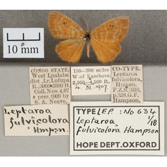 /filer/webapps/moths/media/images/F/fulvicolora_Leptaroa_ST_OUMNH_01.jpg