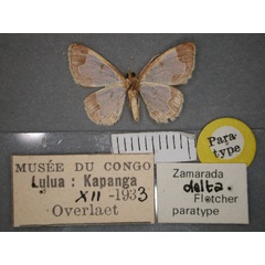 /filer/webapps/moths/media/images/D/delta_Zamarada_PT_RMCA_02.jpg