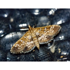 /filer/webapps/moths/media/images/C/cancellalis_Sameodes_A_Roland_01.jpg