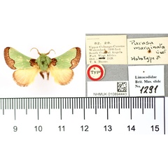 /filer/webapps/moths/media/images/M/marginata_Parasa_HT_BMNH.jpg