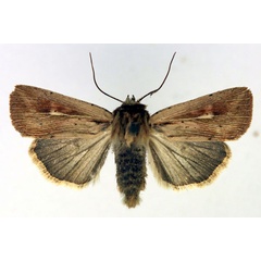 /filer/webapps/moths/media/images/T/torrentium_Vietteania_AF_Aulombard.jpg