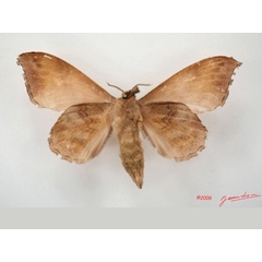 /filer/webapps/moths/media/images/S/siccifolia_Leipoxais_AF_Albertb_01.jpg
