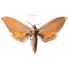 /filer/webapps/moths/media/images/K/kenyae_Pseudoclanis_AM_EMEM_02a.jpg
