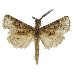 /filer/webapps/moths/media/images/N/namaquensis_Afroarabiella_HT_ZIN.jpg