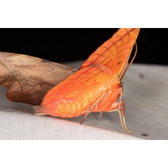 /filer/webapps/moths/media/images/C/capensis_Hypopyra_A_Heyns_01.jpg