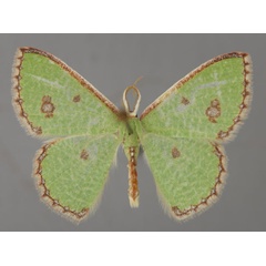 /filer/webapps/moths/media/images/A/aggravaria_Euproutia_A_ZSM_01.jpg