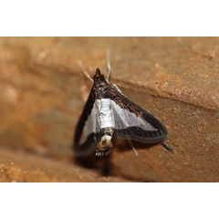 /filer/webapps/moths/media/images/I/indica_Diaphania_A_Voaden.jpg