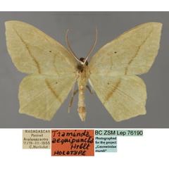 /filer/webapps/moths/media/images/A/aequipuncta_Traminda_HT_ZSM_01_KVa9oYl.jpg