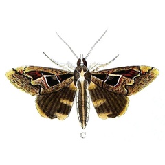 /filer/webapps/moths/media/images/C/chlorea_Sphingomorpha_Cramer2_104_C.jpg