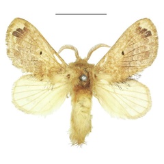 /filer/webapps/moths/media/images/C/congregarius_Diapalpus_AM_NHMUK.jpg