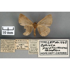 /filer/webapps/moths/media/images/P/porphyrescens_Ophiusa_ST_OUMNH_02.jpg