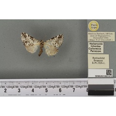 /filer/webapps/moths/media/images/L/lithoides_Noliproctis_PTF_BMNHa.jpg