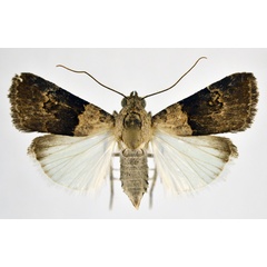 /filer/webapps/moths/media/images/O/ochribasalis_Hypotacha_A_NHMO.jpg