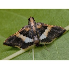 /filer/webapps/moths/media/images/M/mesenterialis_Endotricha_AM_Mazzei_01.jpg