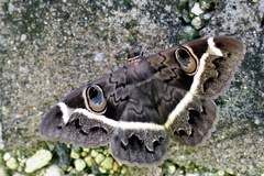 Cyligramma magus