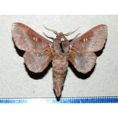 /filer/webapps/moths/media/images/B/brunnea_Mimopacha_AM_Goffa_01.jpg