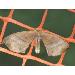 /filer/webapps/moths/media/images/G/gracilis_Gracilanja_A_Stanton.JPG