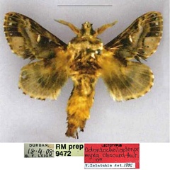 /filer/webapps/moths/media/images/O/obscura_Odontocheilopteryx_LT_SNHM.jpg