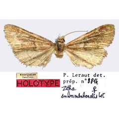 /filer/webapps/moths/media/images/S/subambahonalis_Zitha_HT_MNHN.jpg