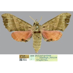 /filer/webapps/moths/media/images/D/drucei_Rufoclanis_HT_CMNHa.jpg