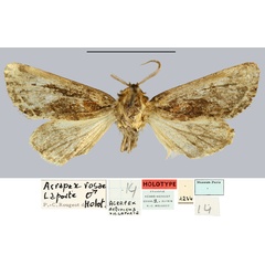 /filer/webapps/moths/media/images/B/bryae_Acrapex_HT_MNHN.jpg