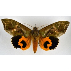 /filer/webapps/moths/media/images/A/afrikana_Eudocima_AF_NHMO.jpg
