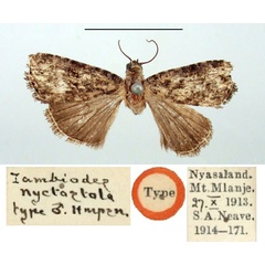 /filer/webapps/moths/media/images/N/nyctostola_Iambiodes_HT_BMNH.jpg