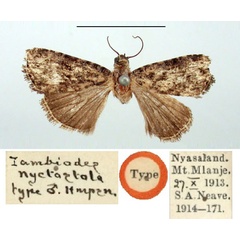 /filer/webapps/moths/media/images/N/nyctostola_Iambiodes_HT_BMNH.jpg