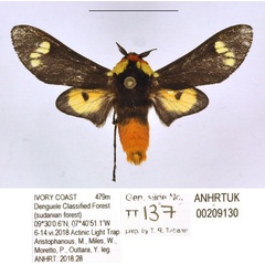 /filer/webapps/moths/media/images/E/elegans_Casphalia_AM_ANHRT.jpg