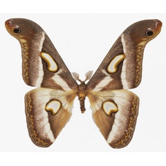 /filer/webapps/moths/media/images/B/boolana_Epiphora_AM_Basquina.jpg