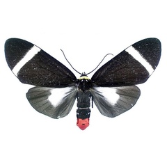 /filer/webapps/moths/media/images/H/holoclera_Karschiola_AF_MGCL.jpg