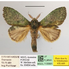 /filer/webapps/moths/media/images/M/metaphaea_Enomotarcha_A_MGCLa_01.JPG