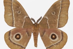 Gonimbrasia cocaulti