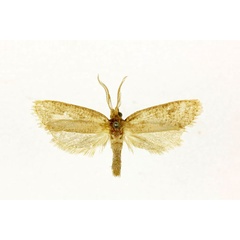 /filer/webapps/moths/media/images/O/ochthopsamma_Melasina_ST_RMCA.jpg