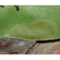 /filer/webapps/moths/media/images/C/cordati_Telamoptilia_mine_Triberti-etal_2024_47.jpg