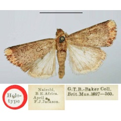 /filer/webapps/moths/media/images/C/cinerosa_Micragrotis_HT_BMNH.jpg