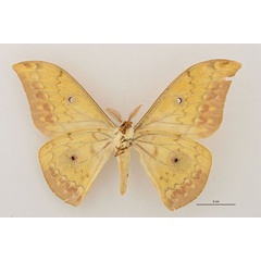 /filer/webapps/moths/media/images/O/orientalis_Aurivillius_HT_RBINS_02.jpg