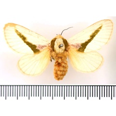 /filer/webapps/moths/media/images/A/angustifascia_Latoia_AF_BMNH.jpg