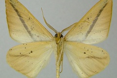 Xanthisthisa holmi