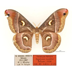 /filer/webapps/moths/media/images/M/murphyi_Epiphora_AT_RBINS_01.jpg