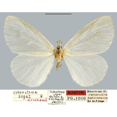 /filer/webapps/moths/media/images/S/sogai_Collenettema_AT_MNHN.jpg