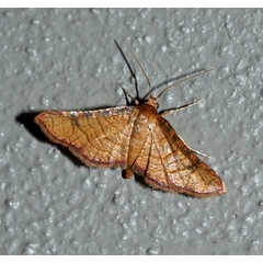 /filer/webapps/moths/media/images/F/flavicilia_Rhodoneura_A_Roland_01.jpg