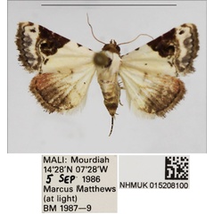 /filer/webapps/moths/media/images/E/ecthaemata_Eublemma_AF_NHMUK.jpg